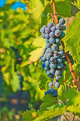 Image showing Grapes and vineyard