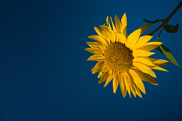 Image showing Sunflower and sky