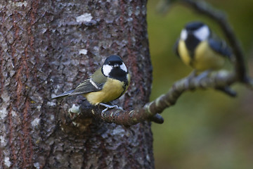 Image showing tits