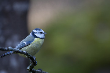 Image showing blue tit