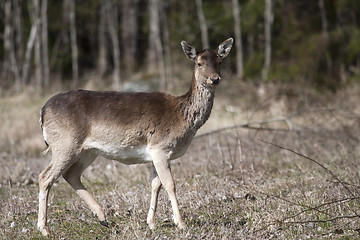 Image showing female fallow deer