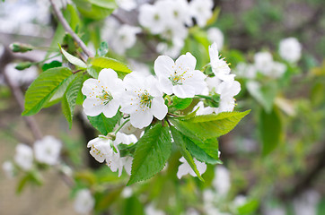 Image showing  cherry blossoms  