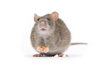 Image showing rat 