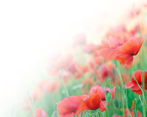 Image showing closeup of red poppy on cereal field