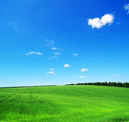 Image showing green field