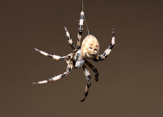 Image showing Spider