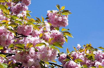 Image showing  cherry flowers    