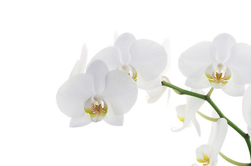 Image showing orchids