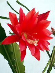 Image showing cactus flower