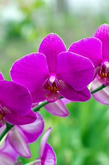 Image showing  orchid