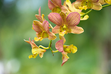 Image showing  orchid 