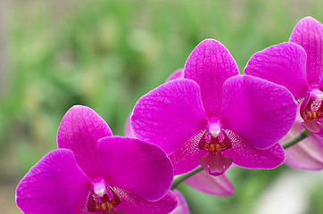 Image showing orchid 