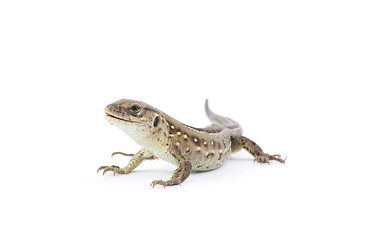 Image showing  lizard 