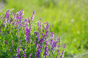 Image showing  spring flower 