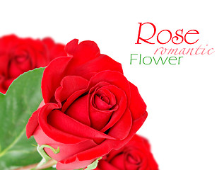 Image showing Red rose with leaves isolated on white