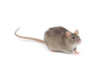 Image showing rat 