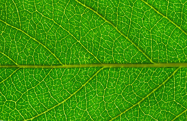 Image showing  leaf  background