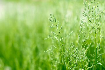 Image showing  green grass 