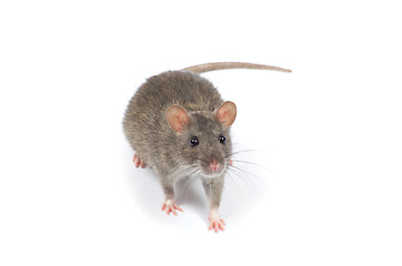 Image showing rat 