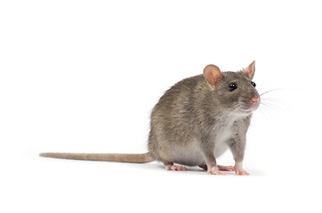 Image showing rat 