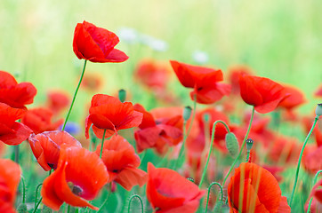 Image showing  red poppy 