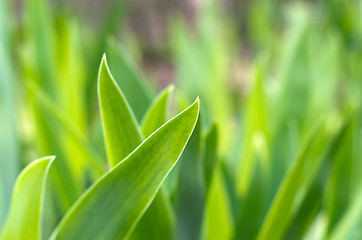 Image showing  grass