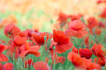 Image showing red poppy 