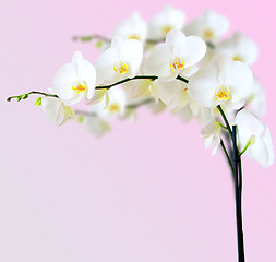 Image showing White orchid