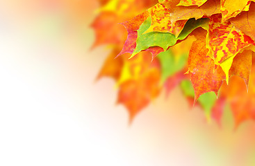 Image showing autumn leaves 