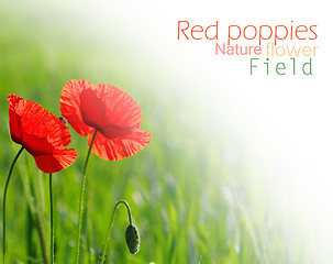 Image showing closeup of red poppy on cereal field