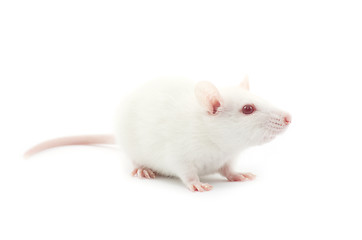 Image showing white rat 