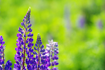 Image showing blue spring flower 