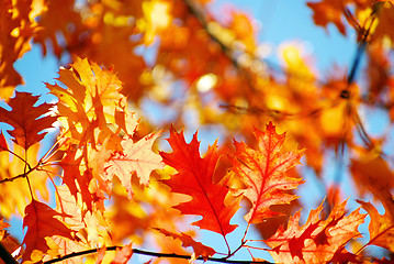 Image showing autumn leaves background