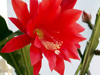 Image showing cactus flower