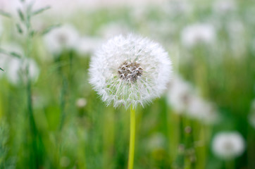 Image showing dandelions 