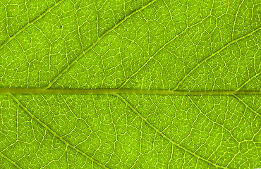 Image showing  leaf  background