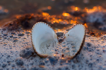 Image showing Seashell in sunset