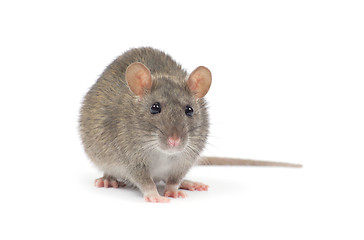 Image showing rat 
