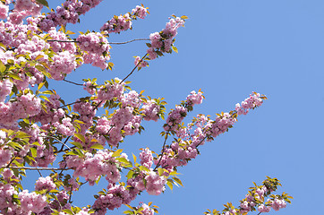 Image showing  cherry flower    