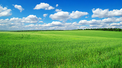 Image showing green field