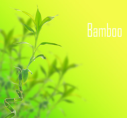 Image showing  bamboo 