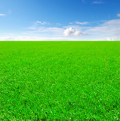 Image showing Field of grass and blue sky
