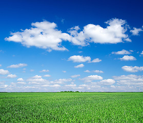 Image showing green field