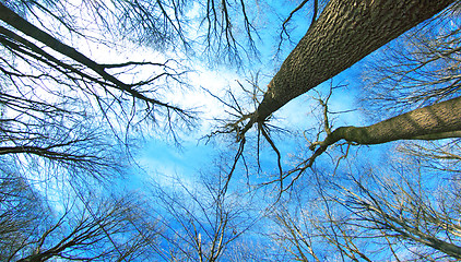 Image showing winter forest 