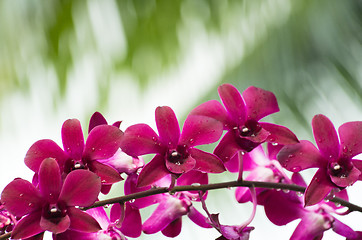 Image showing beautiful orchid 