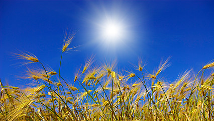 Image showing wheat ears