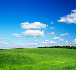 Image showing green field