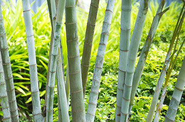 Image showing Bamboo 