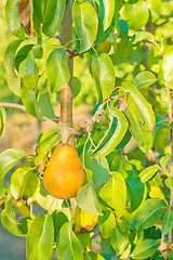 Image showing A juicy ripe golden pear