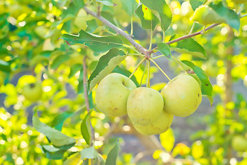 Image showing Green apples on a tree